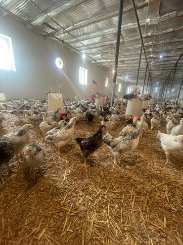 Kommersiya daşınmaz əmlakının satışı: TƏCİLİ SATILIR! Quşçuluq və heyvandarlıq üçün nəzərdə tutulmuş ferma -da lalafo.az — 6 Kommersiya daşınmaz əmlakının satışı: TƏCİLİ SATILIR! Quşçuluq və heyvandarlıq üçün nəzərdə tutulmuş ferma — 6