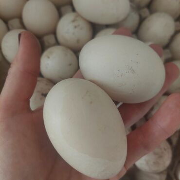 голуби птица: Продаю инкубационные яйца индоутки. индоутки домашние, здоровые
