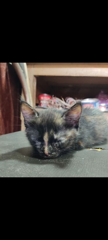 кошка домашний: 1 месяц, Девочка, Приучена к лотку