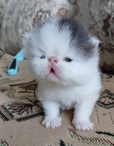 Продажа кошек: Персидский котёнок. Эксклюзив ! Шикарная персидская кошечка в — 8