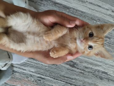 американская короткошёрстная кошка купить: Кошка даром: Беспородная, Девочка