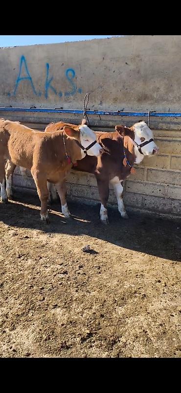kənd təsərrufatı heyvanları: Simmental tipli dana/buzaqlar - Rəng: qəhvəyi-bəyaz, alnı və — 5