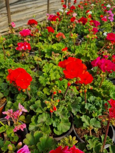 Удобрения: Qırmızı, çəhrayı və ağ rənglərdə müxtəlif növ ətirşah gülləri satılır