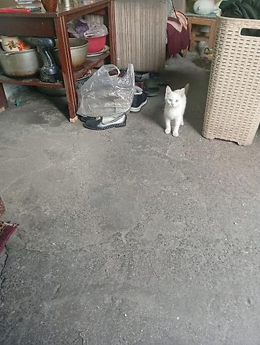 в дар: Продам 2 котят, порода туретская ангорка, им по 4 месяца, кушают всё — 1