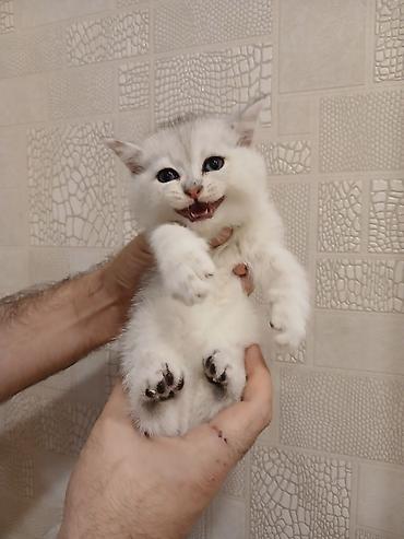 ingilis setter it cinsi: Britan, Erkək, Yaxşı əllərə — 2