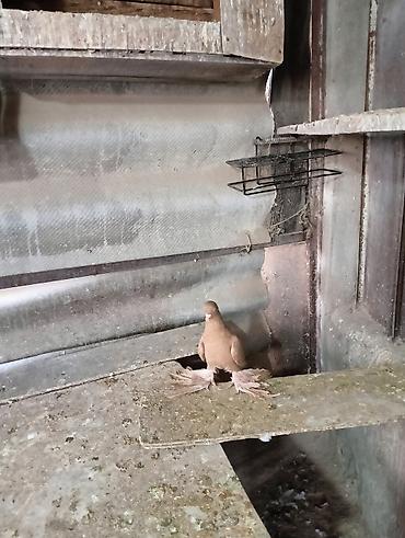 Птицы: Продаю молодых голубей 1 шт стоит пятьсот сом окончательно родители — 3