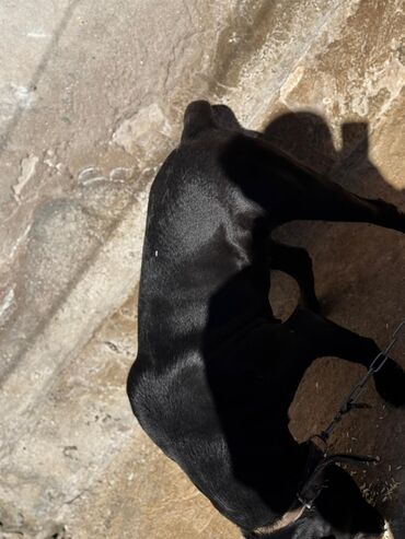 dişi afcarka: Kane-Korso, 2 il, Dişi, Peyvəndli