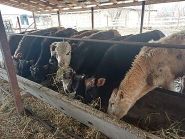 Коровы, быки: Продаю | Бык (самец) | Полукровка, Герефорд, Голштин | На откорм | Искусственник