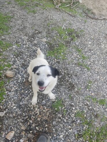 İtlər: Zvonok, 11 ay, Erkek, Peyvəndli -da lalafo.az — 4 İtlər: Zvonok, 11 ay, Erkek, Peyvəndli — 4