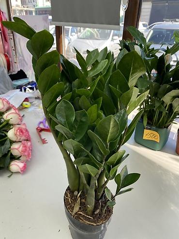Бөлмө өсүмдүктөрү: Замиокулькас (Zamioculcas zamiifolia) в пластиковом горшке. - — 2