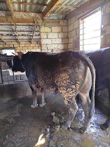 ordek yumurtası satışı: Uzun zamandır Arpa yemi və kəpəklə qulluq olunur, çəki verən mallardır — 3