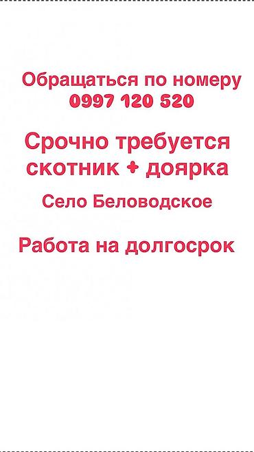 Жумуш: Вакансия: скотник и доярка

село Беловодское
 работа на долгосрок — 1