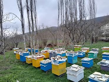 bakida cins ineklerin satisi: Arı ailəsi satılır (Quba). Arılar tam sağlamdır, profilaktik tədbirlər — 2