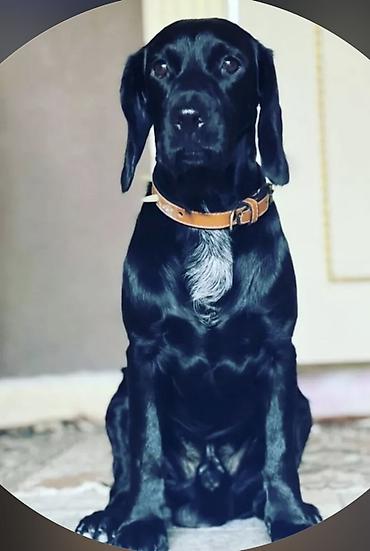 Başqa xidmətlər: Cocker spaniel Cütləşməyə dişi axtarırıq Unvan binə qəsəbəsi. Alex — 11