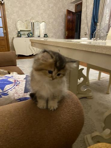 Pişiklər: Şinşilla, Dişi — 8