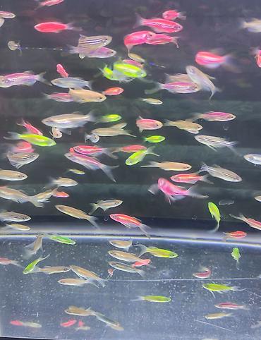 Danio, Sülhsevər, Ödənişli çatdırılma lalafo.az -da Danio, Sülhsevər, Ödənişli çatdırılma
