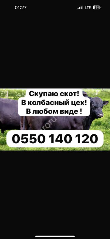 на ферме есть куры козлы и коровы: Сатып алам | Уйлар, букалар, Жылкылар, аттар, Башка а/ч жаныбарлары | Күнү-түнү, Бардык шартта, Союлган