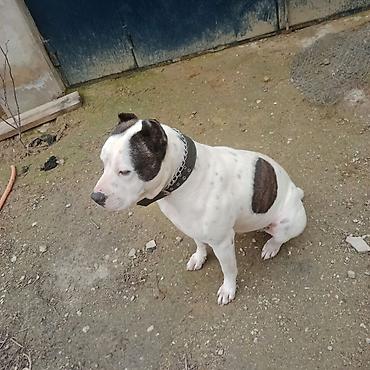 İtlər: Amerikan buldoqu, Erkek, Peyvəndli — 6