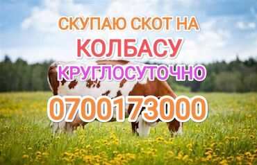 Куплю с/х животных: Куплю | Коровы, быки, Лошади, кони | Круглосуточно, Любое состояние, Забитый