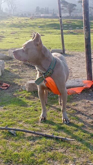 İtlər: Pitbul, 1 il, Dişi, Peyvəndli, Ödənişli çatdırılma — 6