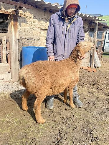 Баран, овца: Продаю | Овца (самка) | Для разведения | Матка — 8