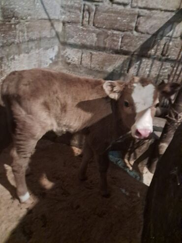 Dana, buzov: Dana, buzov, Erkək, Simental, ay: 5, Damazlıq — 5