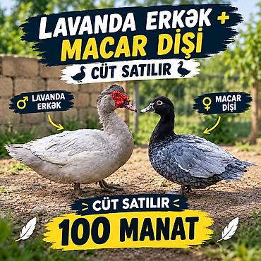 goyercin type 1: Lavanda drak (erkək) + Macar ördəyi (dişi) – cütlük. real alıcıya — 1