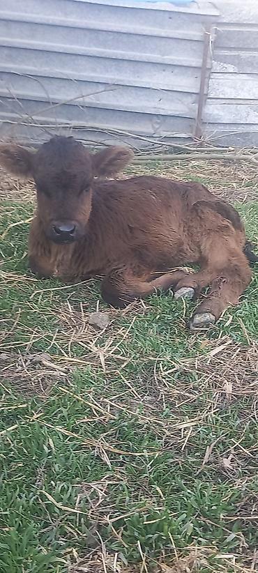 Коровы, быки: Продаю | Тёлка, Музоо, торпок | Алатауская — 7