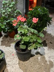 Otaq bitkiləri: Qırmızı çiçəkləri olan saksı geranium (Pelargonium) - Parlaq qırmızı — 5