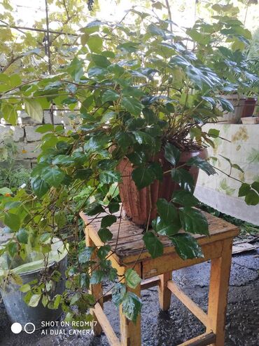 Декоративные цветы: Продаю: 1. Золотой Ус, большой. Цена за один корень 650 сом. — 12