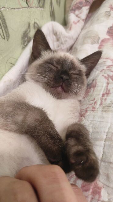 Pişiklər: Siam, Erkək — 3