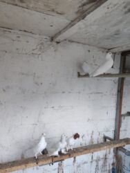 Göyərçinlər: Göyərçinlər satılır biri 10 manatdan. Birindən başqa-ayağı bol papışdı — 5