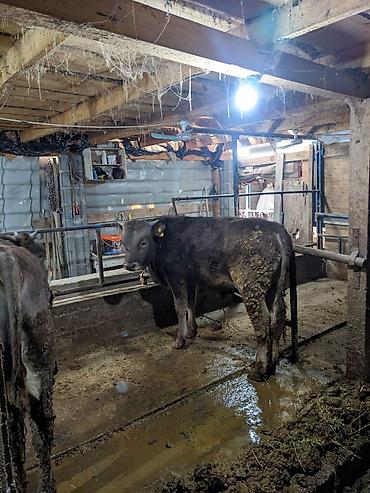 Коровы, быки: Продаю | Бык (самец) at lalafo.kg — 9 Коровы, быки: Продаю | Бык (самец) — 9