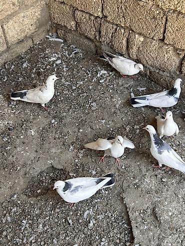 bulbul quşu: Qırğı/Qara quyruq rəng çaları olan ev göyərçinləri - Növ: ev — 4