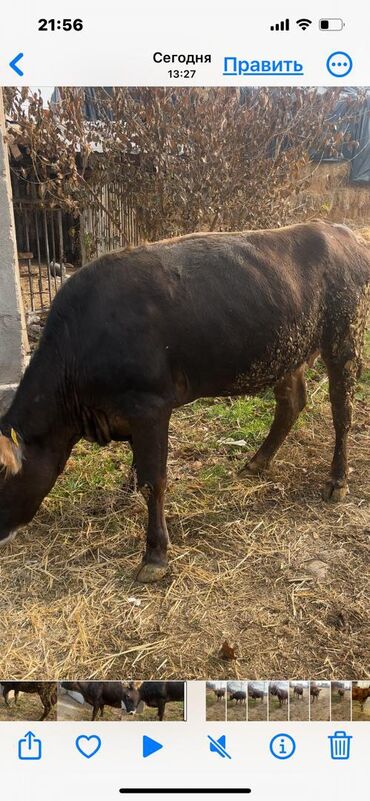 Коровы, быки: Продаю | Корова (самка) | Для молока | Привязанные — 10