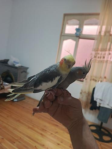 qus sesleri: Nimfa (cockatiel) cütlüyü - Növ: Nimfa papağanı (cockatiel) - Rəng — 1