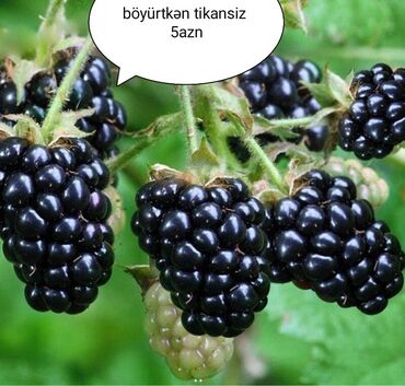 Şitillər: Salam Güllər Rusiyada gelib xarici gülldü nömrədə whatsapp var — 10