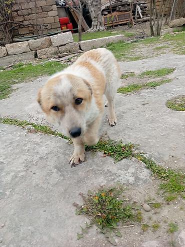 koker spaniel satilir: 9 ay, Erkək, Peyvəndli, Ödənişli çatdırılma — 3