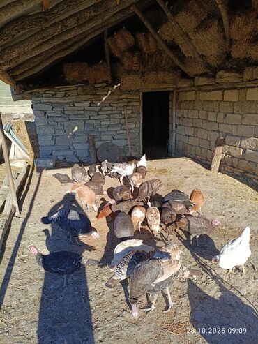 животные в добрые руки: Məhsul: Hindi quşları (qrup halında sürü) Sağlam HİNDUŞKALAR di