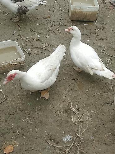 pon pon toyuqlar: Ağ və qara-ağ rəngli müxtəlif ördək və qazlar. Şəkillərdə əsasən ağ — 2