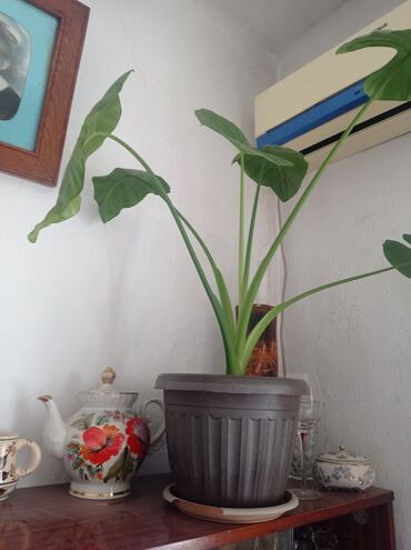 сансевьера комнатное растение: Высота цветка-70см. 500сом