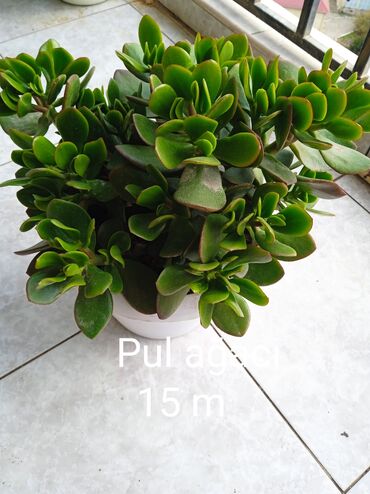 Otaq bitkiləri: Sukulənlər – müxtəlif növlər birbaşa qabda - Qab 1: Eyni qabda iki — 7