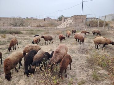 Qoyunlar, qoçlar: Qala cinsi qoyunlar razılaşma yolu ilə — 11