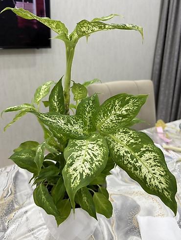 Другие растения: Dieffenbachia (ağ xallı tropik otaq bitkisi) - Növ: Dieffenbachia — 3