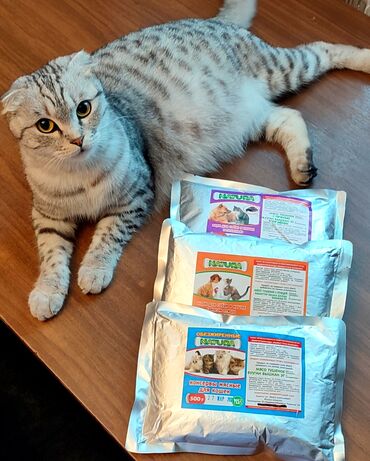 ветеринар кошек: Мясной влажный корм для кошек