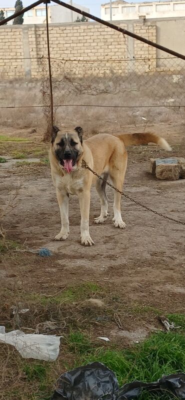 İtlər: Qurdbasar, 11 ay, Erkek, Peyvəndli, Ödənişli çatdırılma -da lalafo.az — 10 İtlər: Qurdbasar, 11 ay, Erkek, Peyvəndli, Ödənişli çatdırılma — 10