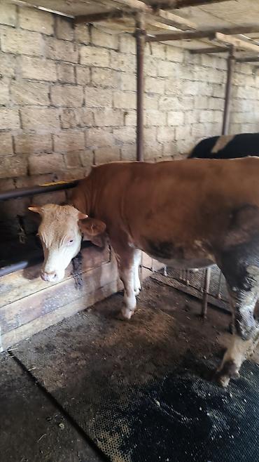 simmental inək cinsi: Dana, buzov, Dişi, Simental, ay: 1, 180 kq, Ətlik, Damazlıq, Südlük, Ünvandan götürmə — 2