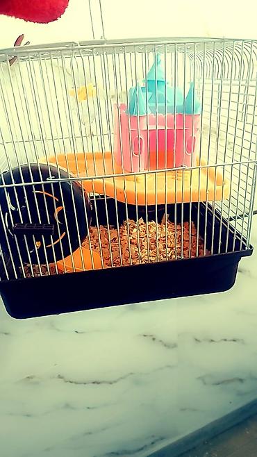 Зоотовары: Клетки для хомяков с комплектом аксессуаров. Варианты: - — 2