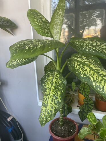 Фикусы: Продаю комнатные цветы, выращенные с душой, ухоженные и здоровые. В — 13