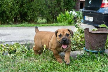 Psi: Sa ponosom predstavljamo vrhunske štence rase Južnoafrički mastif – — 16